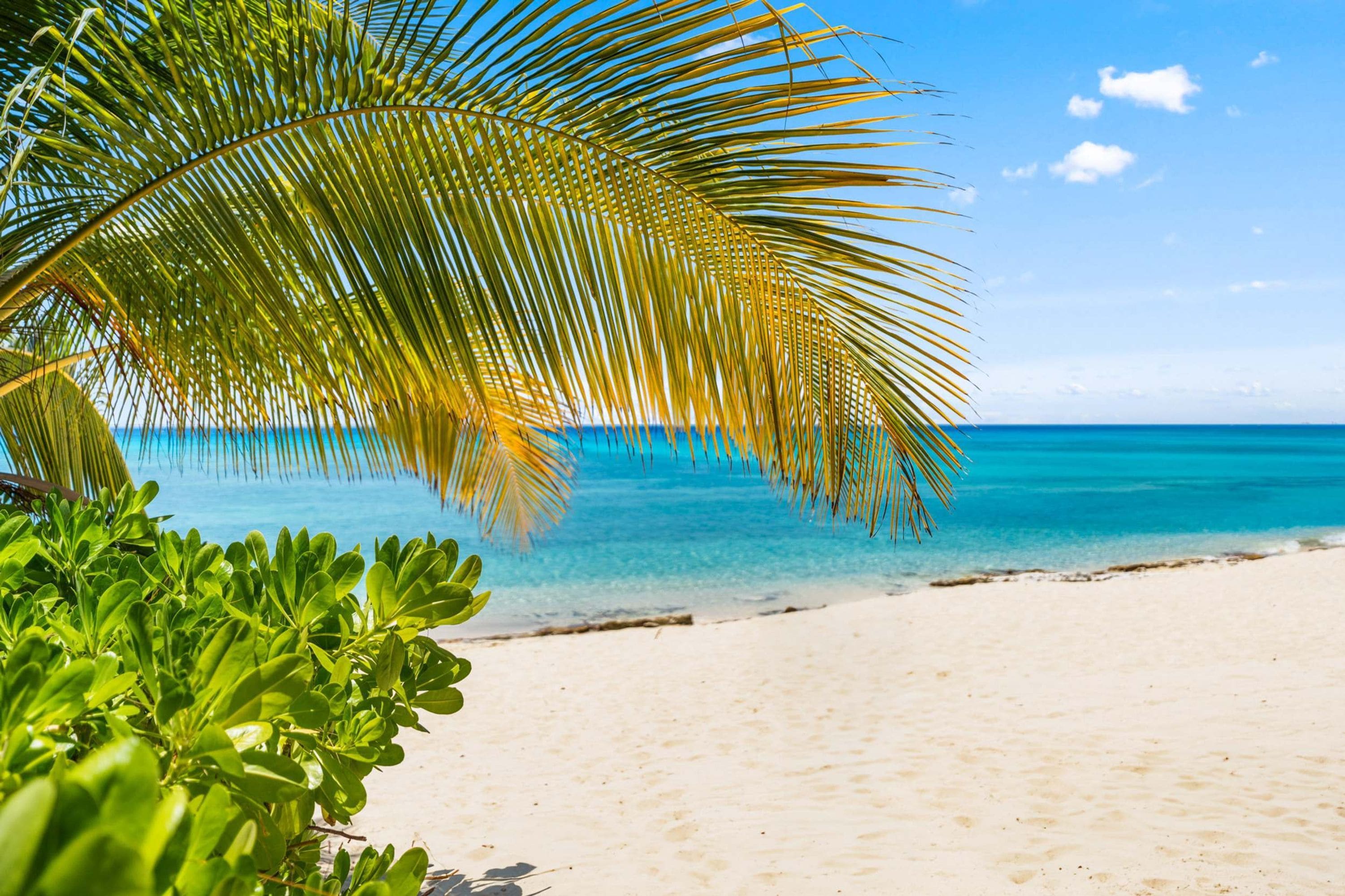 A beach with clear turquoise water, a sandy shore, and a palm tree.