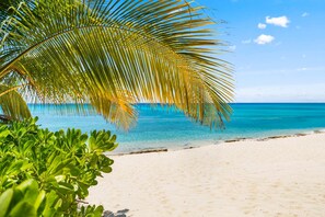A beach with clear turquoise water, a sandy shore, and a palm tree.
