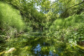 Une rivière paisible, bordée d’une végétation luxuriante et d’un feuillage dense.