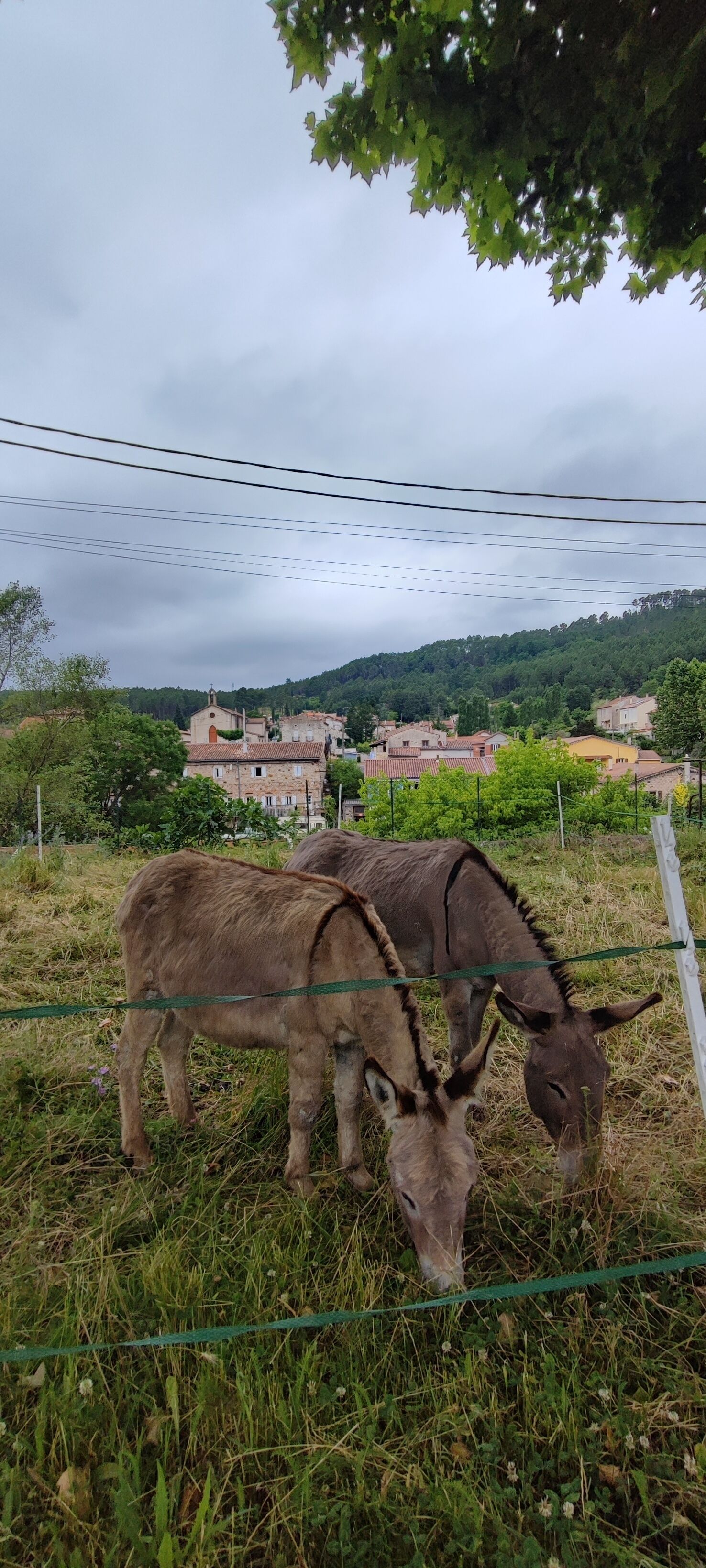 Un burro pastando en un área cercada con casas y un cielo nublado al fondo.