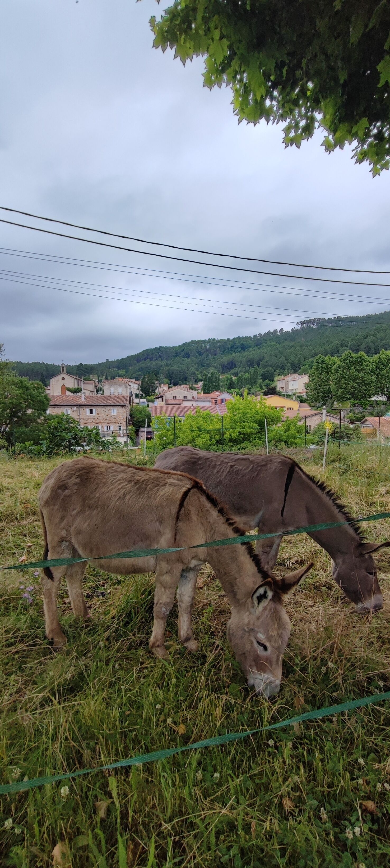 Un âne broute dans un champ clôturé, avec un village et des collines en arrière-plan.