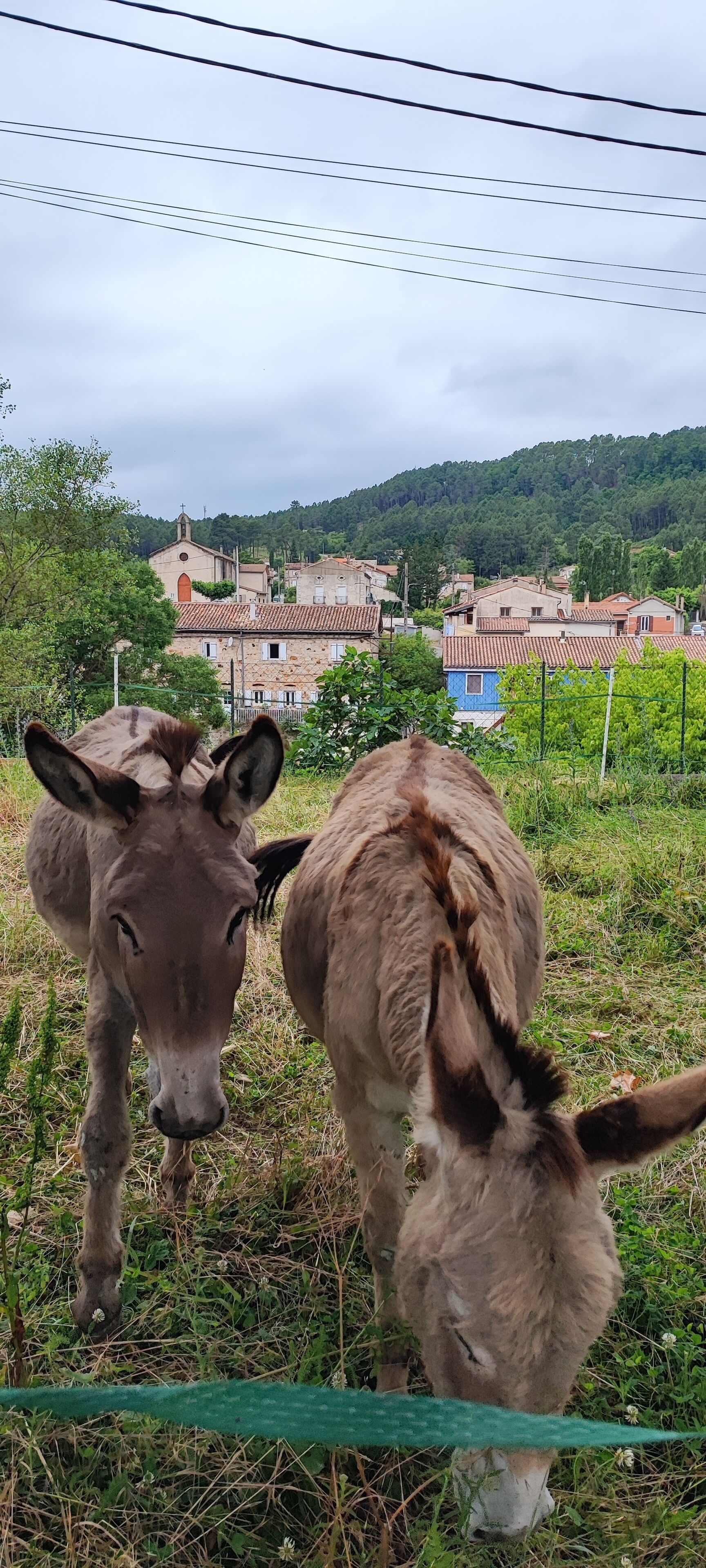 Two donkeys in a grassy area with a rural village and church in the background.