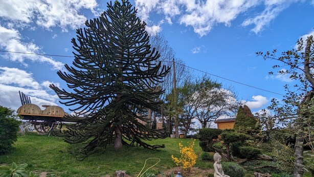Un jardin avec un grand arbre, une statue de Bouddha et une structure en bois qui ressemble à un véhicule.