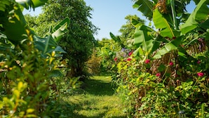 A garden pathway surrounded by lush greenery and flowering plants. - VERDE the GREEN room (Feteira)