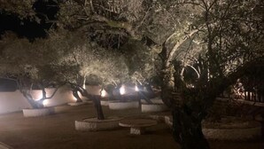 A nighttime outdoor area with trees and illuminated planters.