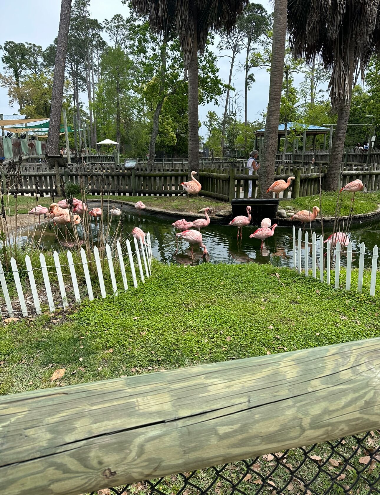 Un étang où vivent des flamants roses, bordé d’une clôture en bois.