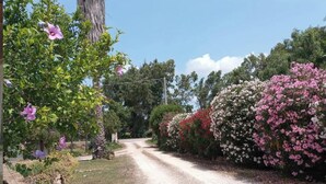 A gravel path flanked by flowering trees and shrubs. - Serraona triple room with bathroom (ALGHERO)