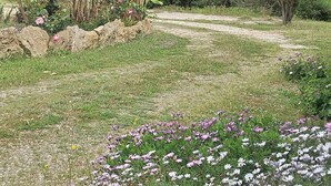 A garden with a variety of plants and flowers, a stone wall, and a dirt path. - Serraona triple room with bathroom (ALGHERO)