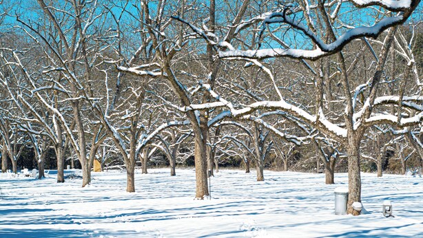 A snow-covered park with bare trees and a clear blue sky. - Cozy Camper 2-bedroom RV in Americus GA  (Americus)