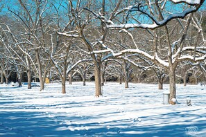 A snow-covered park with bare trees and a clear blue sky. - Cozy Camper 2-bedroom RV in Americus GA  (Americus)