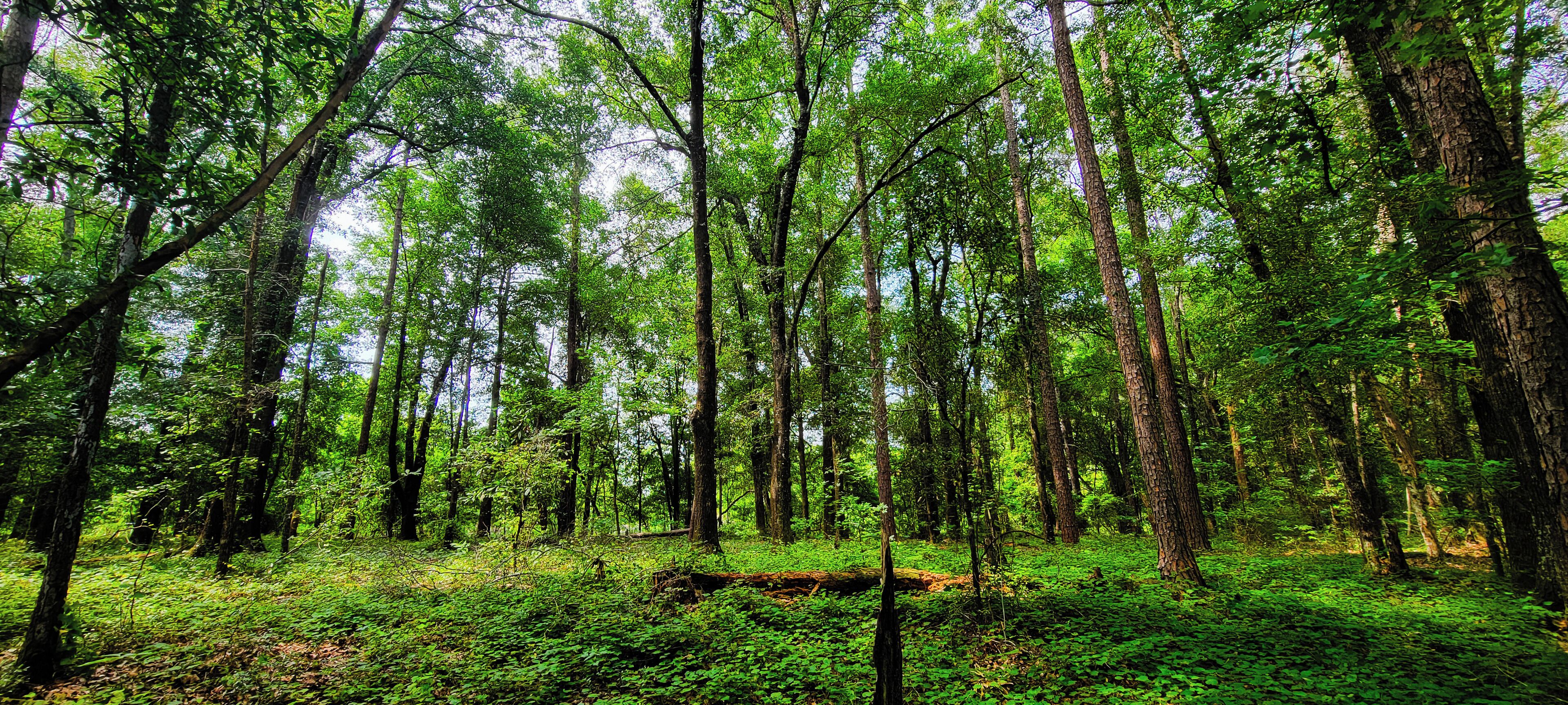 Un bosc dens amb arbres alts i el terra cobert de verdura.