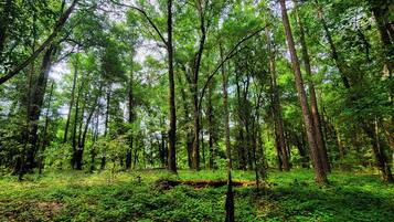 Un bosc dens amb arbres alts i el terra cobert de verdura.