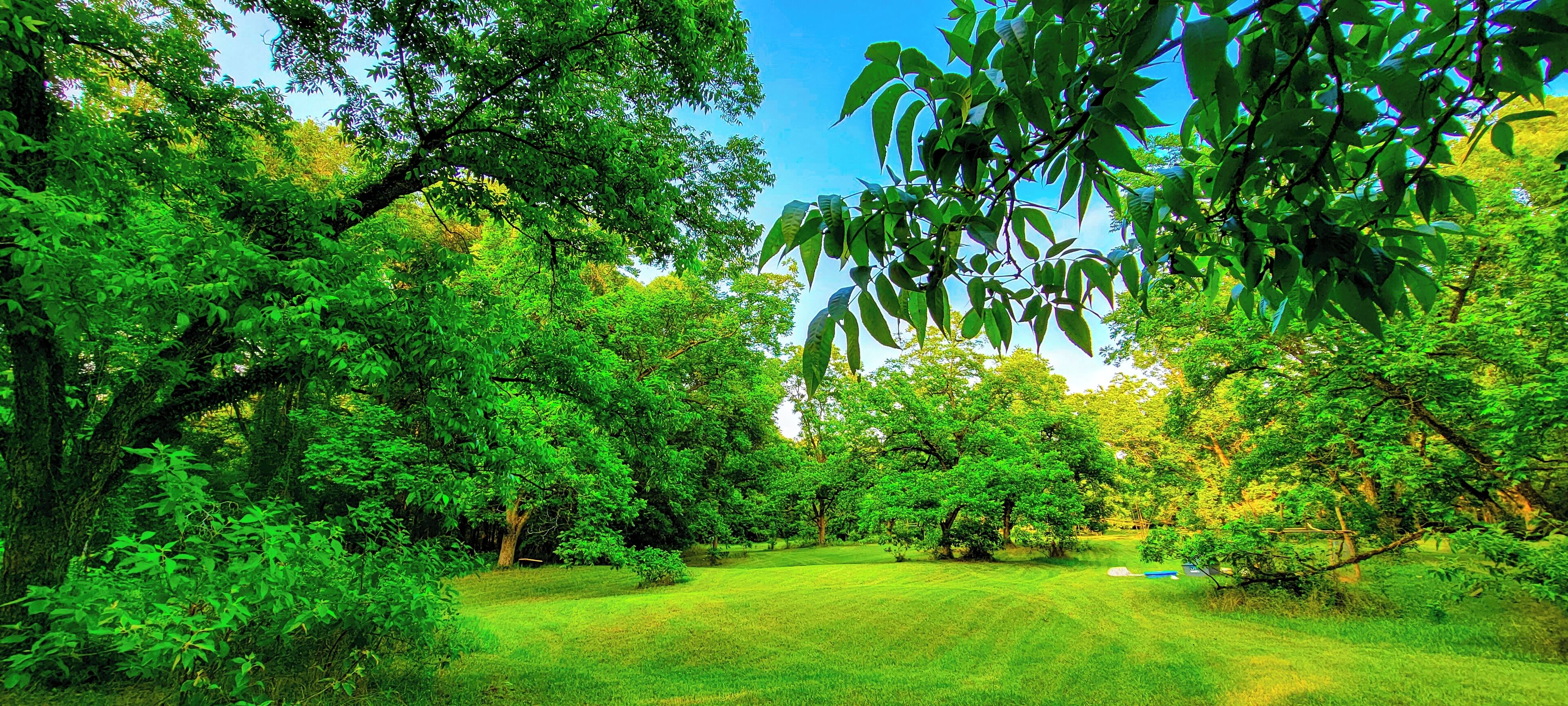 A lush green park with mature trees and a well-maintained grassy area.