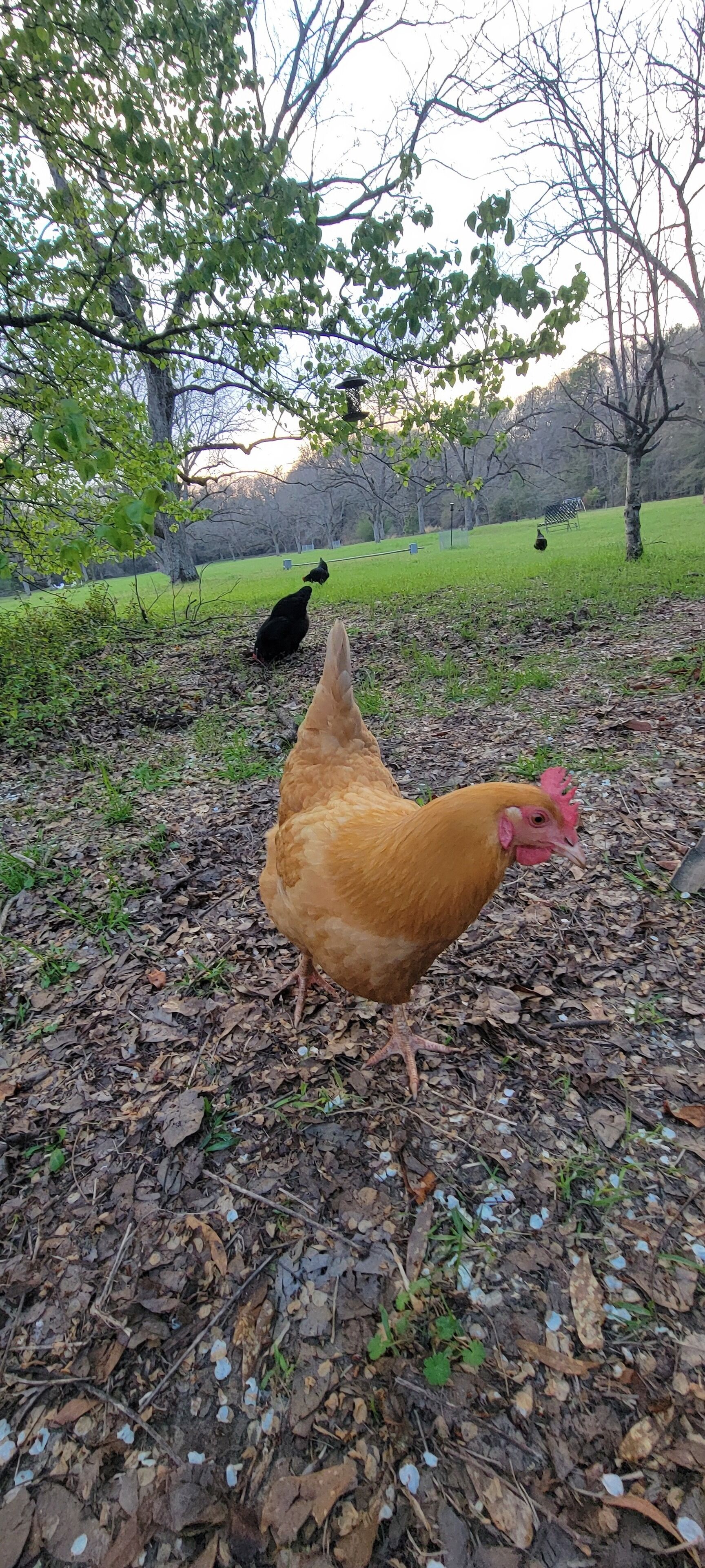 Un pollo caminando sobre suelo cubierto de hojas, con árboles al fondo.