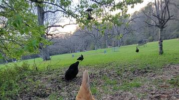 Un pollo caminando sobre suelo cubierto de hojas, con árboles al fondo.