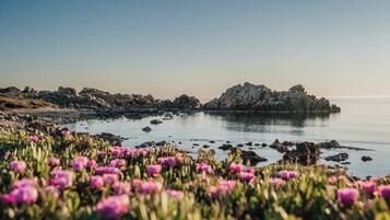 Un paysage côtier caractérisé par des formations rocheuses et un champ de fleurs roses.