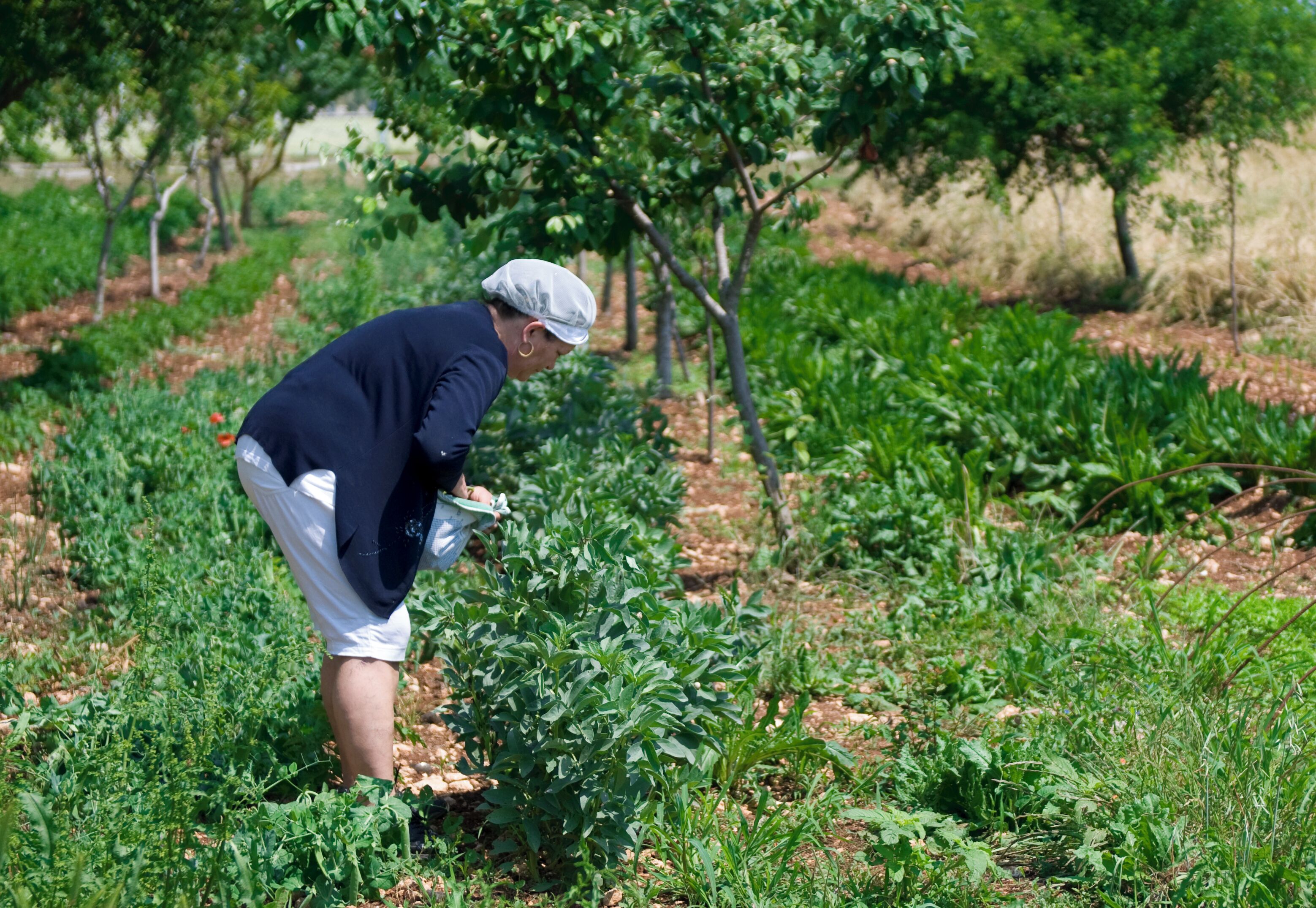 Una persona cuidando plantas en un jardín con filas de follaje y árboles al fondo.