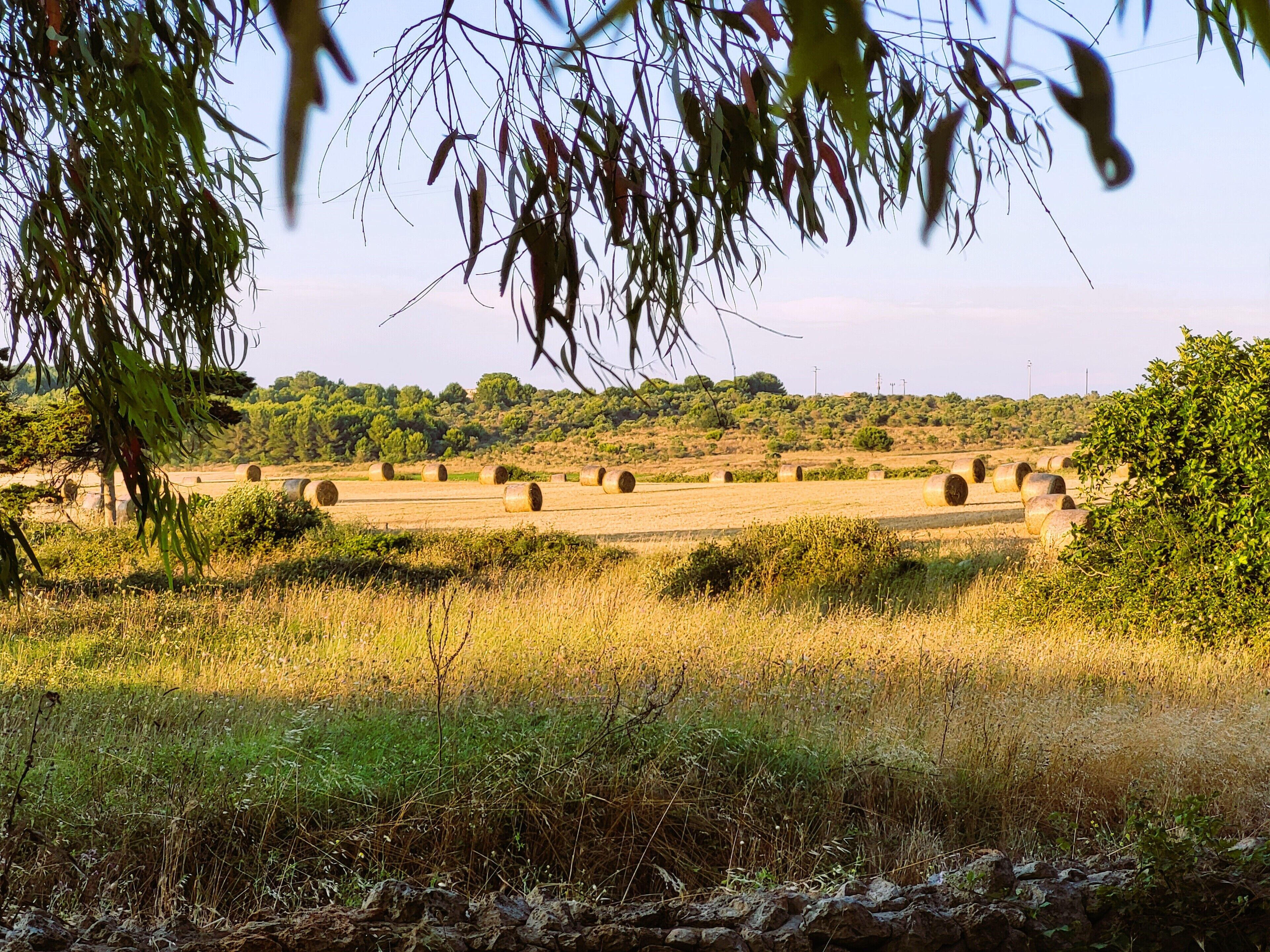 A rural landscape with hay bales in a field, surrounded by trees and vegetation.