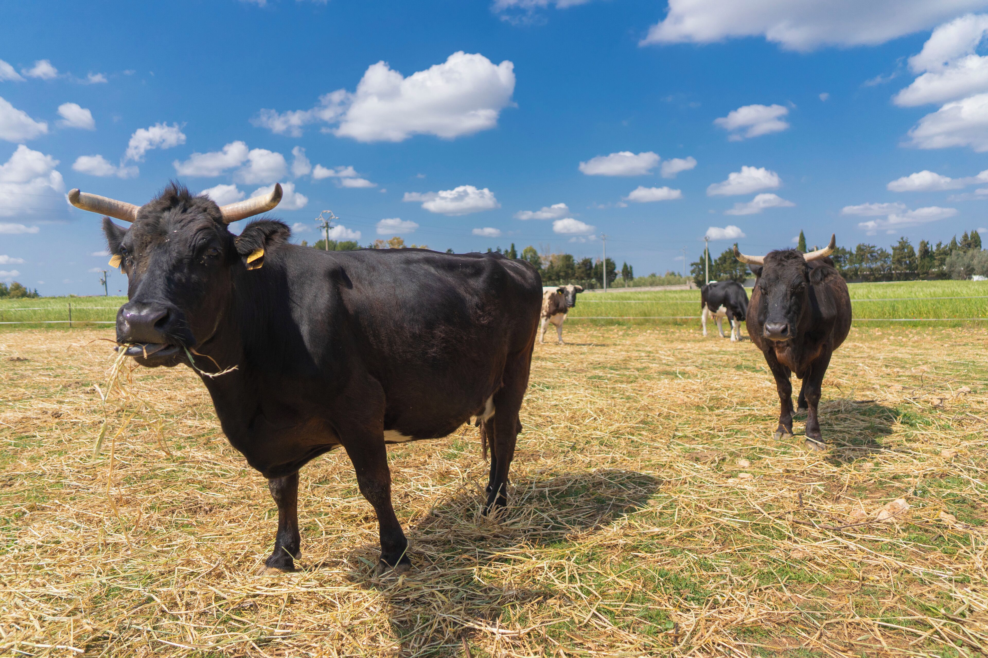 A bull in a field with a clear sky.