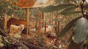 Eine Holzhütte mit Schlafzimmer im Loft-Stil, umgeben von Bäumen und einem Hund.