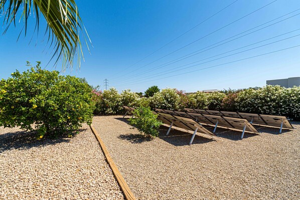 Ein Gartenbereich mit Kiesgrund, einer Palme und Solarpanelen.