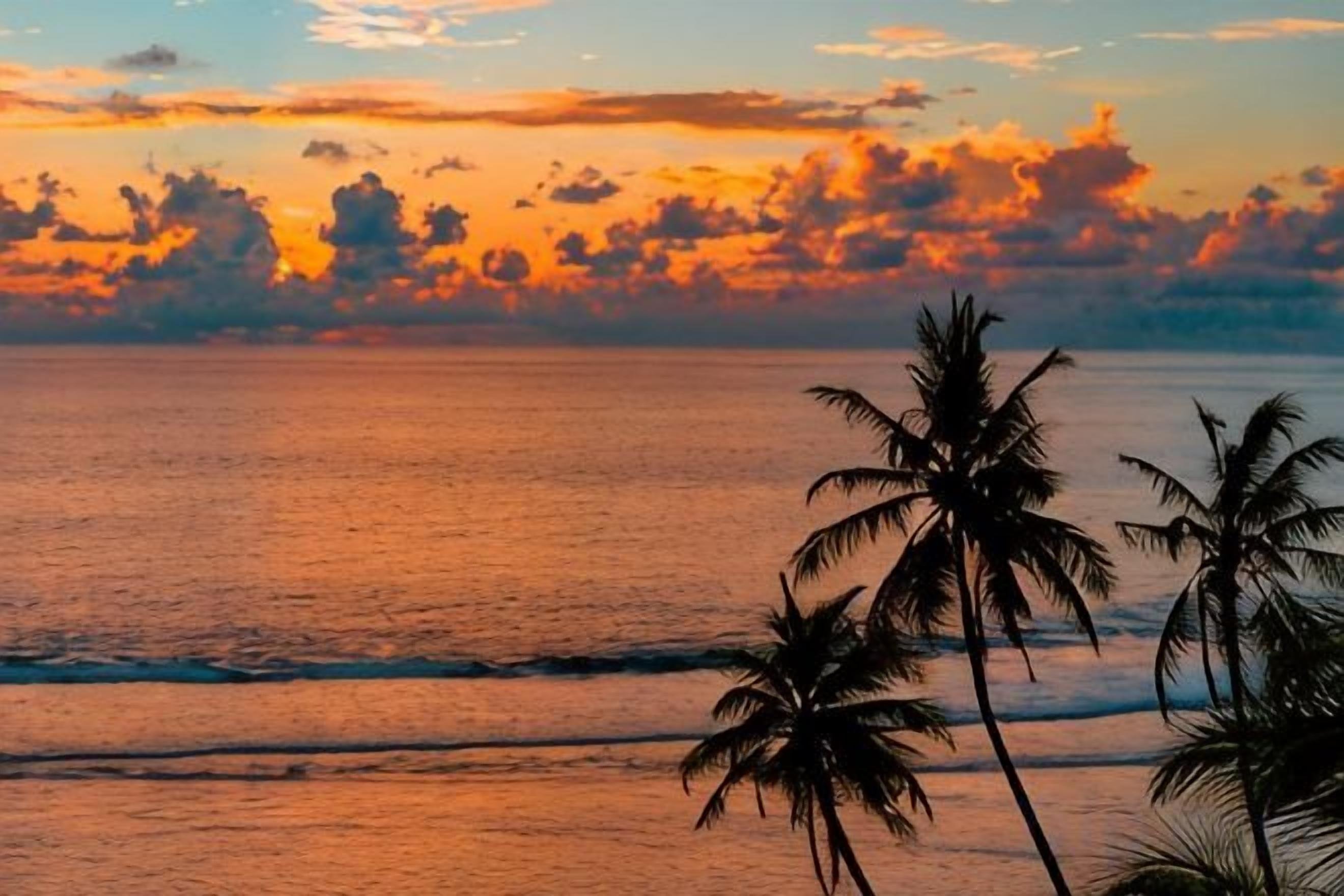 A sunset over the ocean with palm trees silhouetted against the sky.
