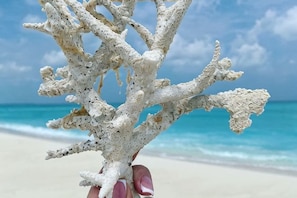 A hand holding a piece of coral against a beach backdrop. - Coral Castle Guest House (Goidhoo)