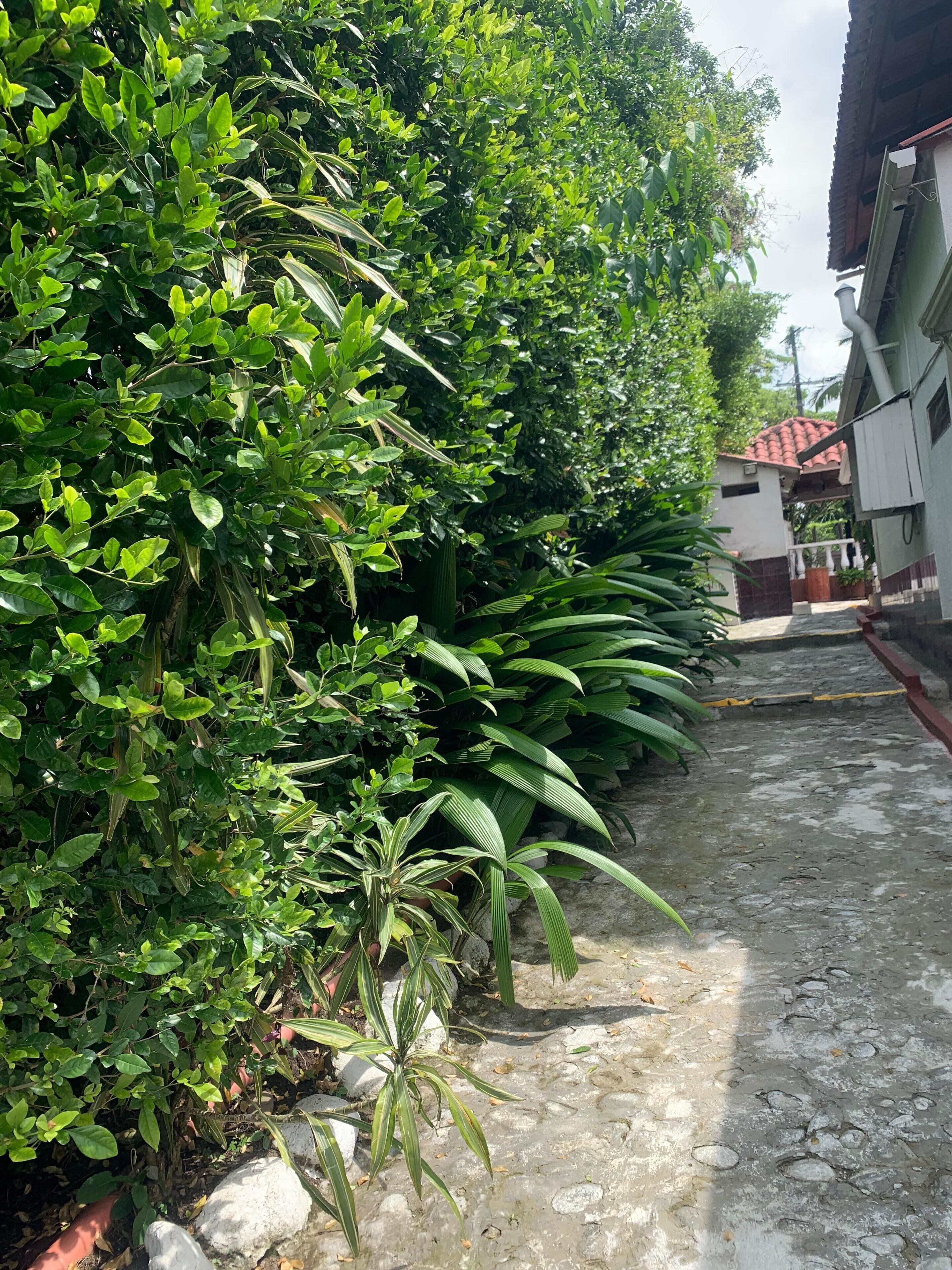 A narrow pathway flanked by dense green foliage and a building with a red-tiled roof.