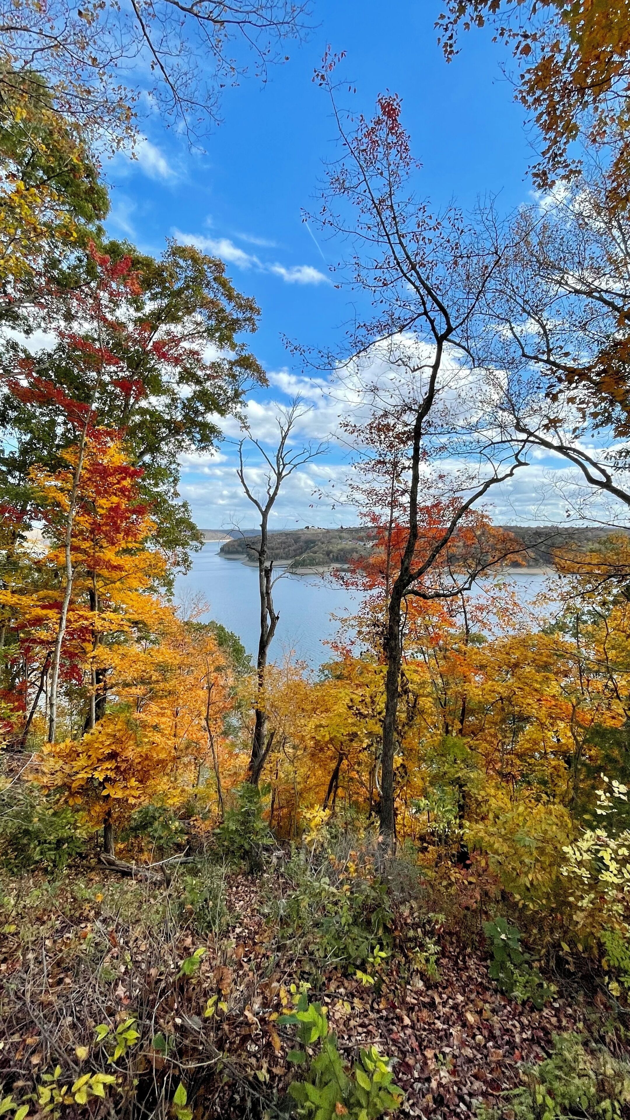 Une zone boisée aux couleurs automnales, avec un lac en arrière-plan.