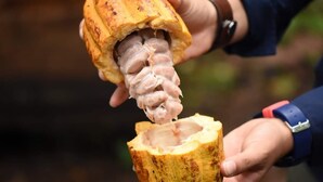 A person holding a split coconut with the inner meat exposed. - Cabaña Refugio, located in the middle of nature. (La Fortuna)