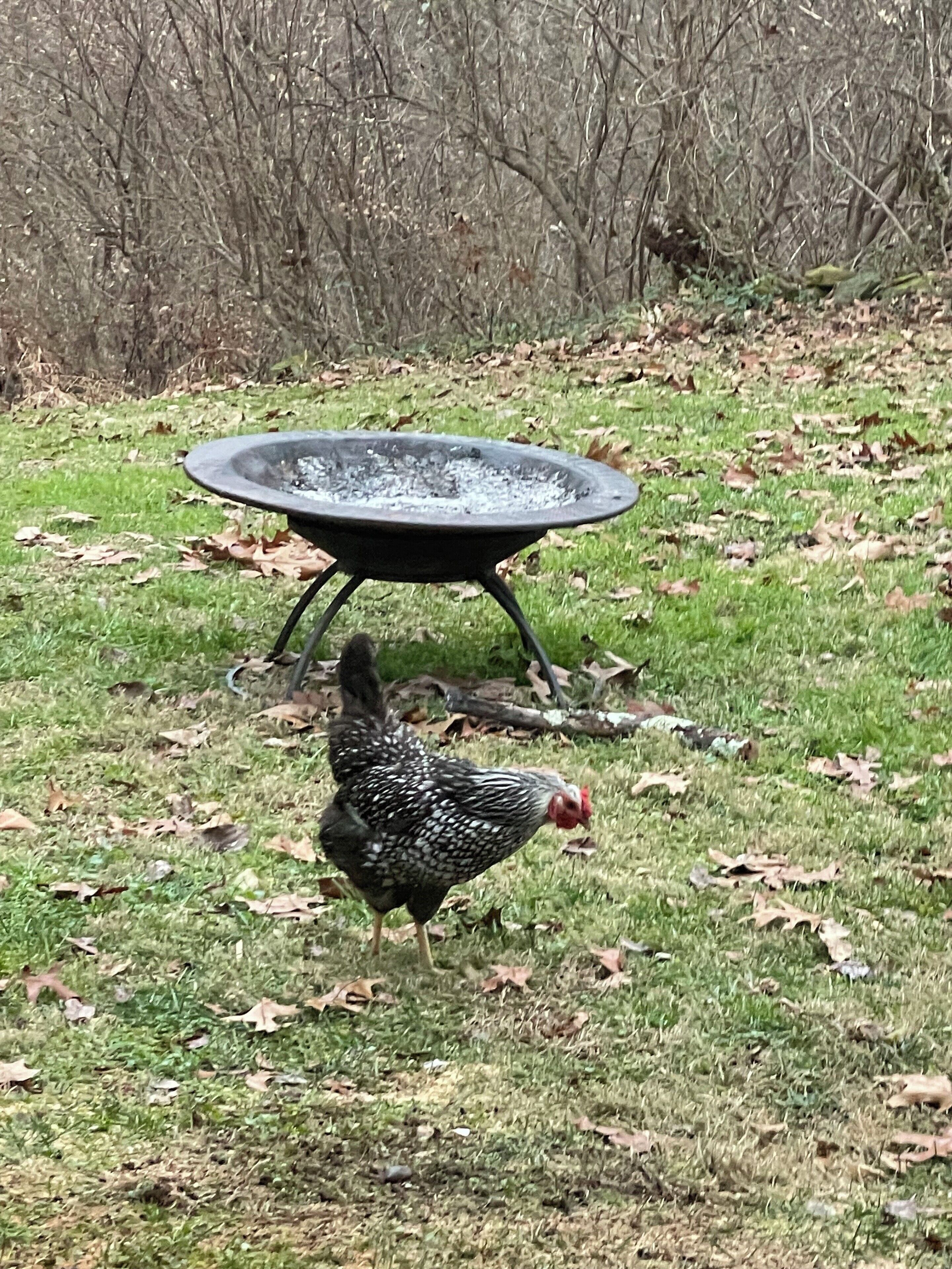 A chicken walking on grass with a circular outdoor heater in the background.