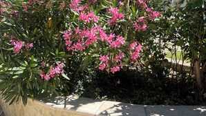 A garden with pink flowers and a stone wall. - Gîte Lavande*Clim*Terrace*Community pool (Saint-Paul-Trois-Châteaux)