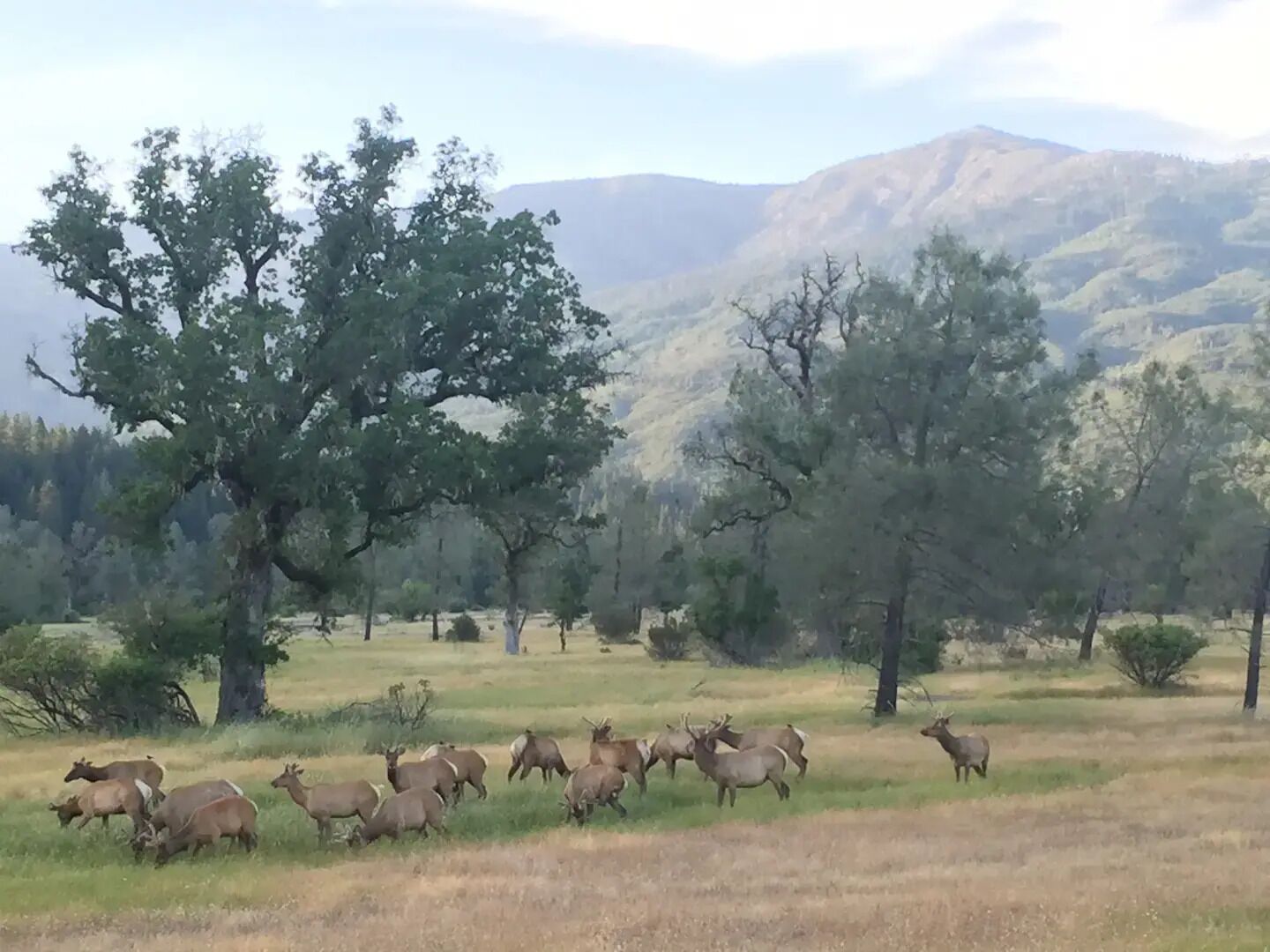 A herd of deer in a grassy field with trees and mountains in the background.
