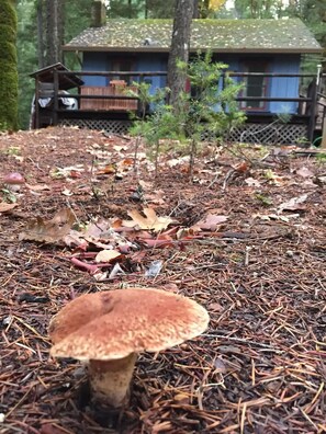 Terrain de l’hébergement 