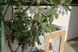 Eine Feigenbaum mit einer kleinen Holzhütte an einer weißen Mauer.