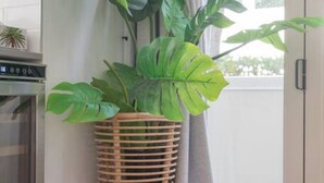Et værelse med en stor stueplante monstera på en fletstol, en hvid murstensvæg og et vindue med gardiner.