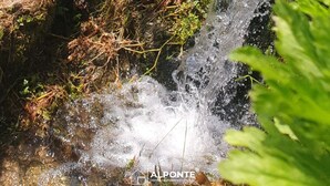 A small waterfall in a natural setting with ferns and moss. - Quinta da Costeira - Casa Azul do Limoal (Arcos de Valdevez)