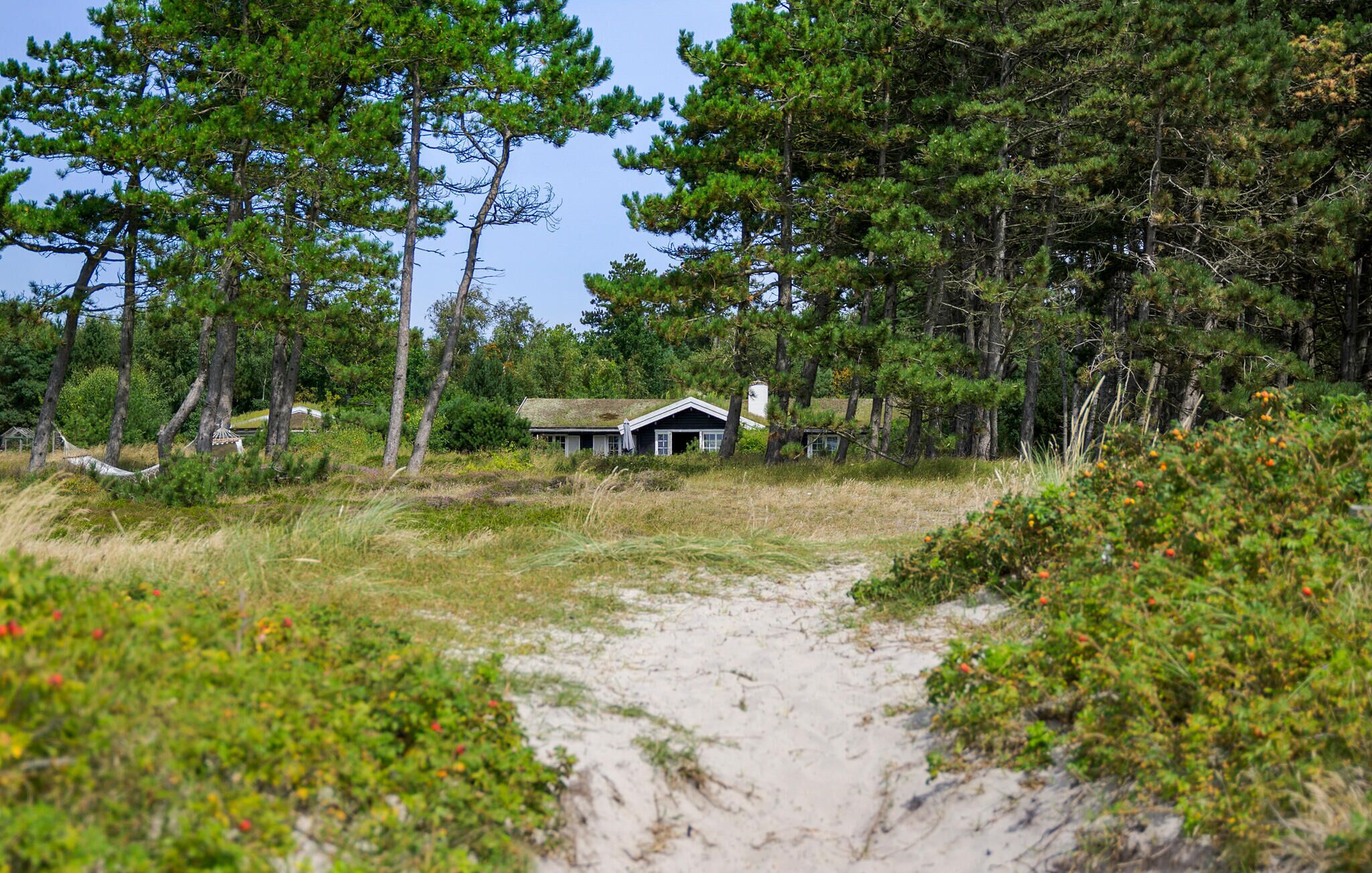 A house surrounded by dense trees and a sandy path.
