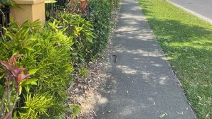 A sidewalk lined with lush greenery and a road with vehicles.