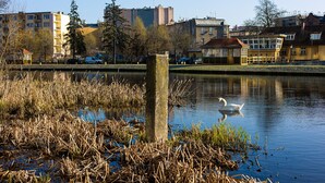 Un cygne nage dans une étendue d’eau calme, avec des bâtiments en arrière-plan.