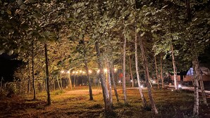 A nighttime outdoor area with trees and string lights. - EVALAND GLAMPING RESORT (Ardesen)