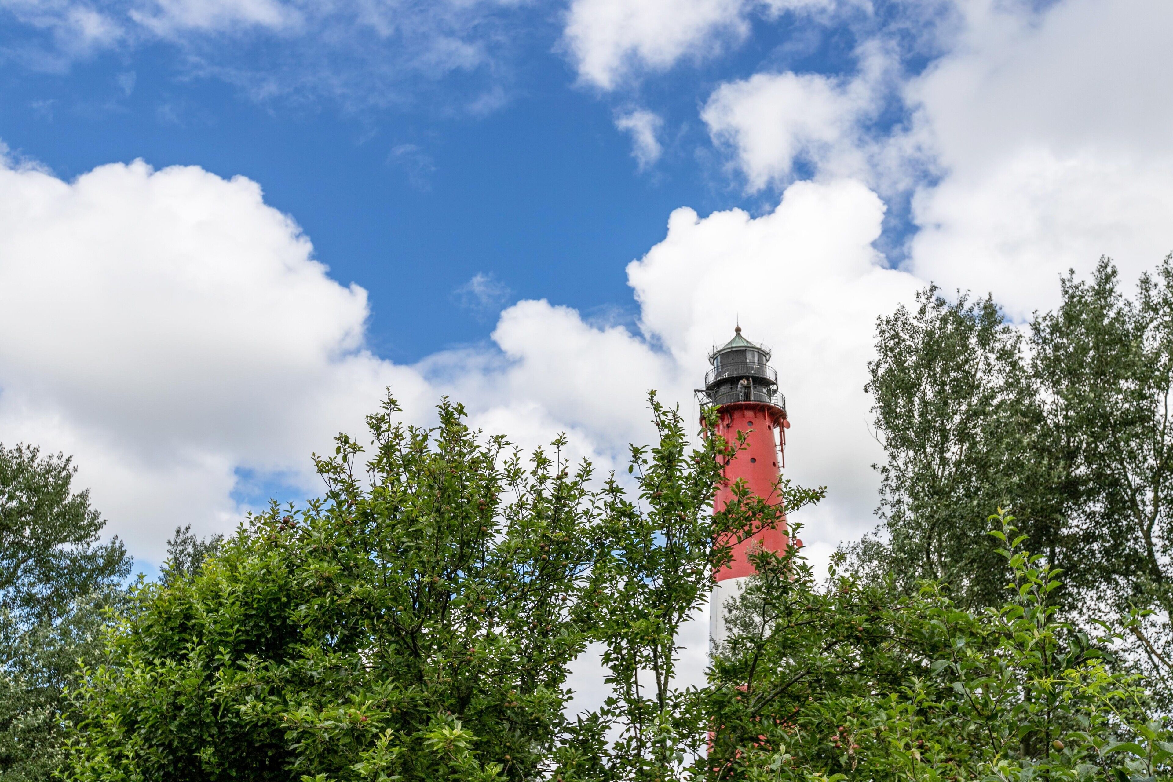 Un faro circondato da fitta vegetazione verde.