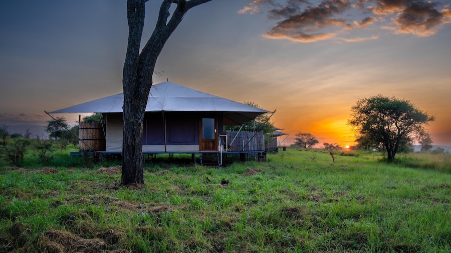 阿鲁科雷辛巴营地-塞伦盖蒂