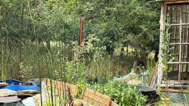 Ein friedlicher Teich mit einer Holzbrücke, umgeben von üppigem Grün und vielfältigen Pflanzen.