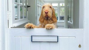 A dog peering through a white door with a metal handle. - Little Buckley Peaceful Family Retreat Nr Sidmouth (Sidbury)