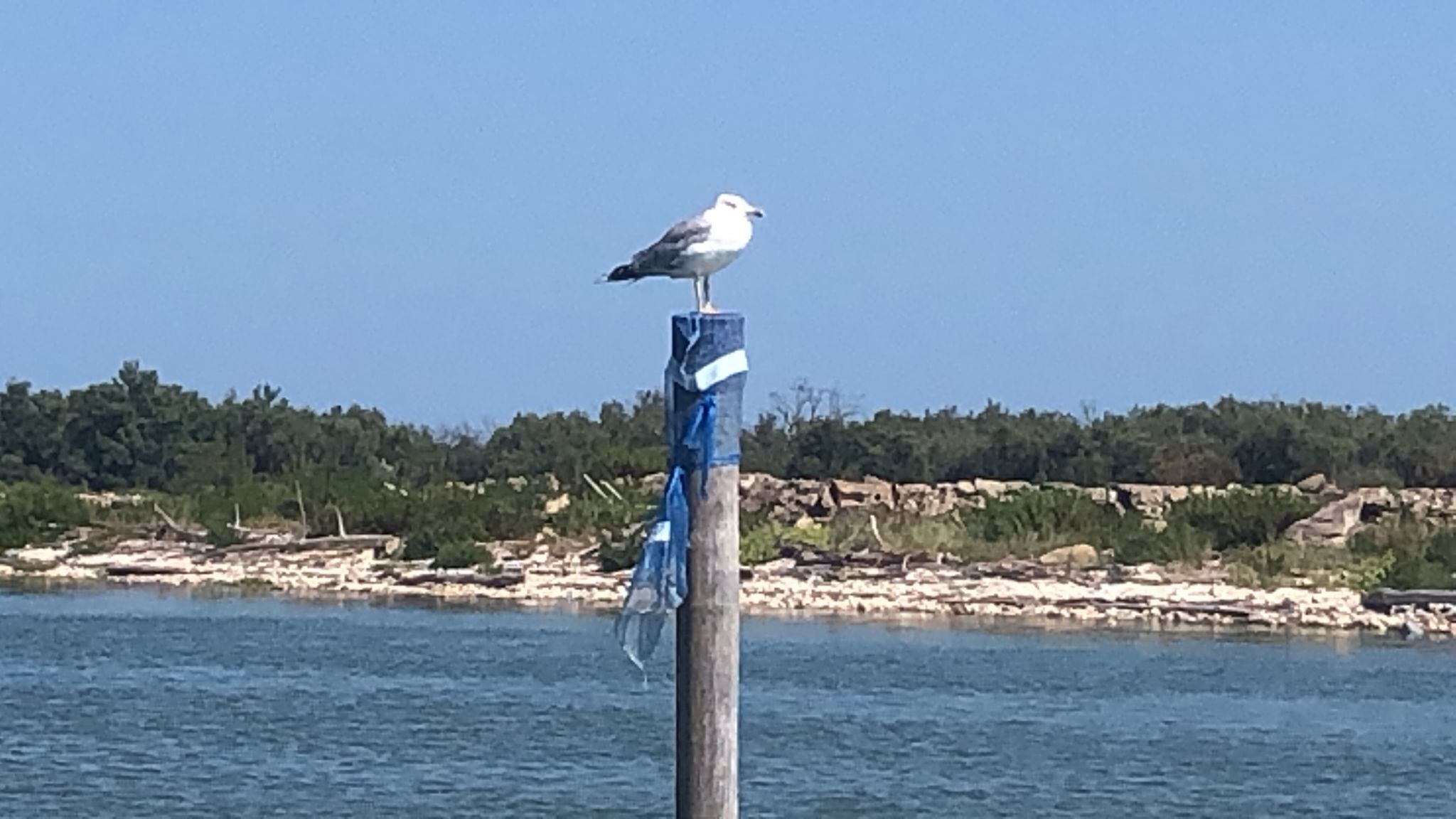 Una gaviota posada sobre un poste de madera junto a una masa de agua con costa rocosa y árboles al fondo.