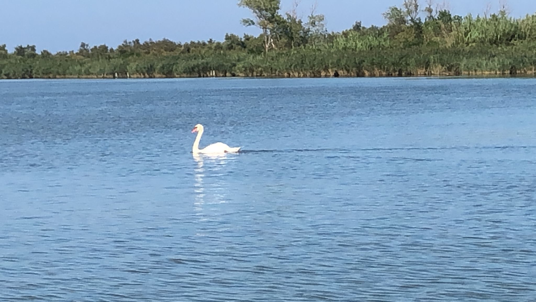 Un cigne blanc nedant en un cos d'aigua tranquil·la, amb una riba arbrada al fons.