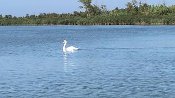 Un cigne blanc nedant en un cos d'aigua tranquil·la, amb una riba arbrada al fons.