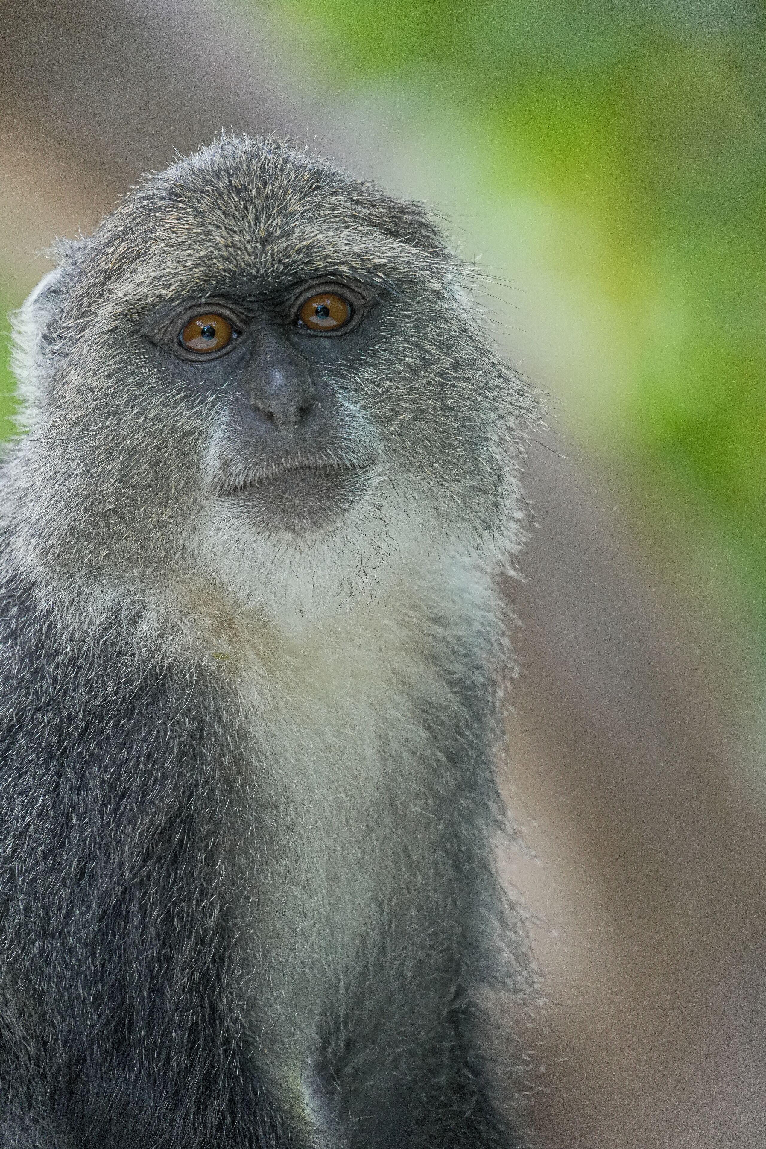 Un gros plan d’un singe à la fourrure grise et aux yeux jaunes.