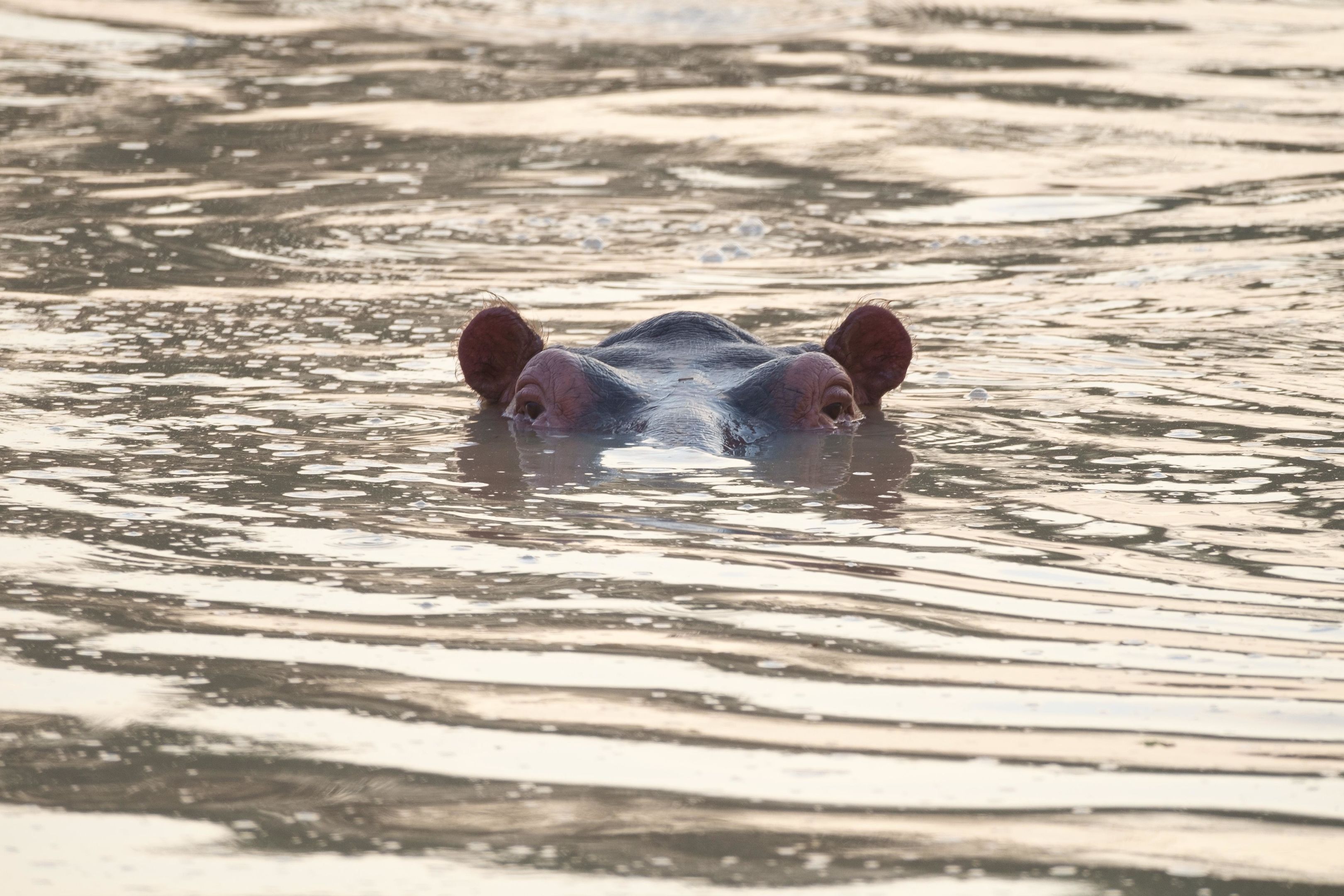 Foto - Eden Paradise